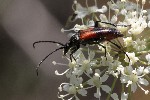 5dt44603 - Stenurella bifasciata