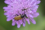 5dt44692 - Stictoleptura hybrida