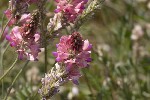 5dt44699 - Onobrychis viciifolia