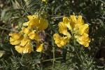 5dt44709 - Lathyrus pratensis