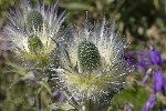 5dt44714 - Eryngium alpinum