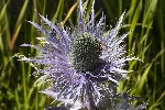 5dt44716 - Eryngium alpinum