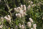 5dt44719 - Antennaria dioica