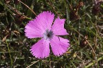5dt44725 - Dianthus pavonius