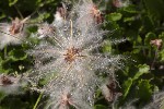 5dt44737 - Dryas octopetala