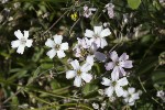 5dt44741 - Gypsophila repens