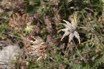 5dt44767 - Anthyllis vulneraria