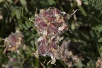 5dt44771 - Anthyllis montana