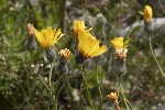 5dt44779 - Hieracium villosum