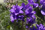 5dt44784 - Campanula glomerata
