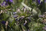 5dt44785 - Campanula glomerata