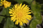 5dt44790 - Crepis sancta
