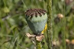 5dt44791 - Papaver orientale