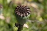 5dt44794 - Papaver orientale