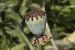 5dt44797 - Papaver orientale