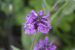 5dt44801 - Betonica officinalis