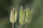 5dt44806 - Aquilegia vulgaris