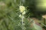 5dt44816 - Aconitum anthora