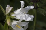 5dt44819 - Campanula trachelium