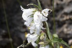 5dt44826 - Campanula trachelium