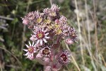 5dt44827 - Sempervivum tectorum