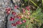 5dt44831 - Euphorbia cyparissias