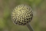5dt44838 - Cephalaria alpina