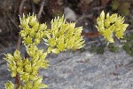 5dt44841 - Sedum ochroleucum