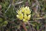 5dt44843 - Sedum ochroleucum