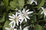 5dt44845 - Leontopodium nivale