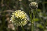 5dt44850 - Cephalaria alpina