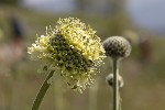 5dt44853 - Cephalaria alpina