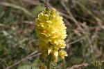 5dt44859 - Linaria angustissima