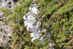 5dt44861 - Campanula trachelium