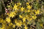 5dt44864 - Sedum acre