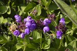 5dt44867 - Prunella grandiflora