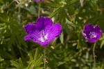 5dt44869 - Geranium sanguineum