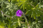 5dt44873 - Geranium sanguineum