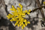 5dt44875 - Petrosedum rupestre