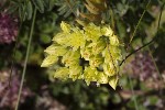 5dt44877 - Petrosedum rupestre