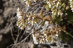 5dt44883 - Sedum album
