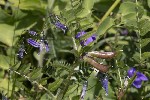 5dt44885 - Vicia sepium