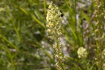 5dt44890 - Reseda lutea