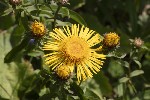 5dt44894 - Pentanema salicinum