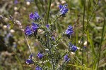 5dt44897 - Echium vulgare