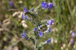 5dt44904 - Echium vulgare