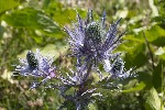 5dt44906 - Eryngium alpinum