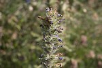 5dt44912 - Campanula spicata