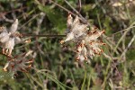 5dt44916 - Anthyllis vulneraria