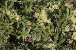 5dt44918 - Alchemilla alpina